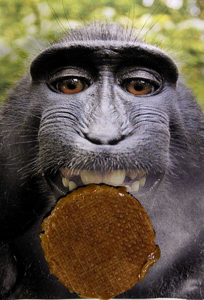 File:Monkey selfie with a stroopwafel.jpg