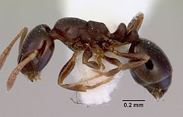 Monomorium sydneyense