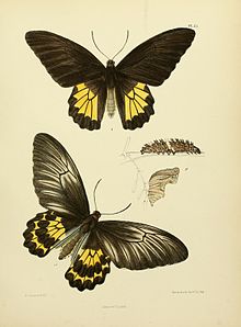 Plate from Frederic Moore's The Lepidoptera of Ceylon showing male and female imagines, larva and pupa MooreThe Lepidoptera of CeylonPlate55.jpg