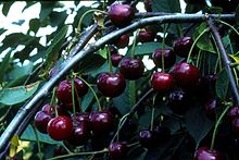 Graines de cerise griotte serbe (Prunus cerasus)