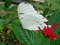 Morpho polyphemus, White Morpho butterfly