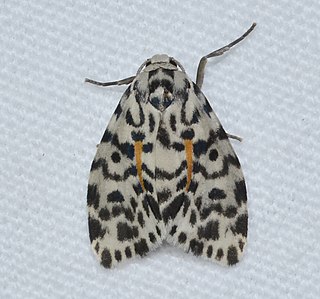<i>Clemensia</i> Genus of moths