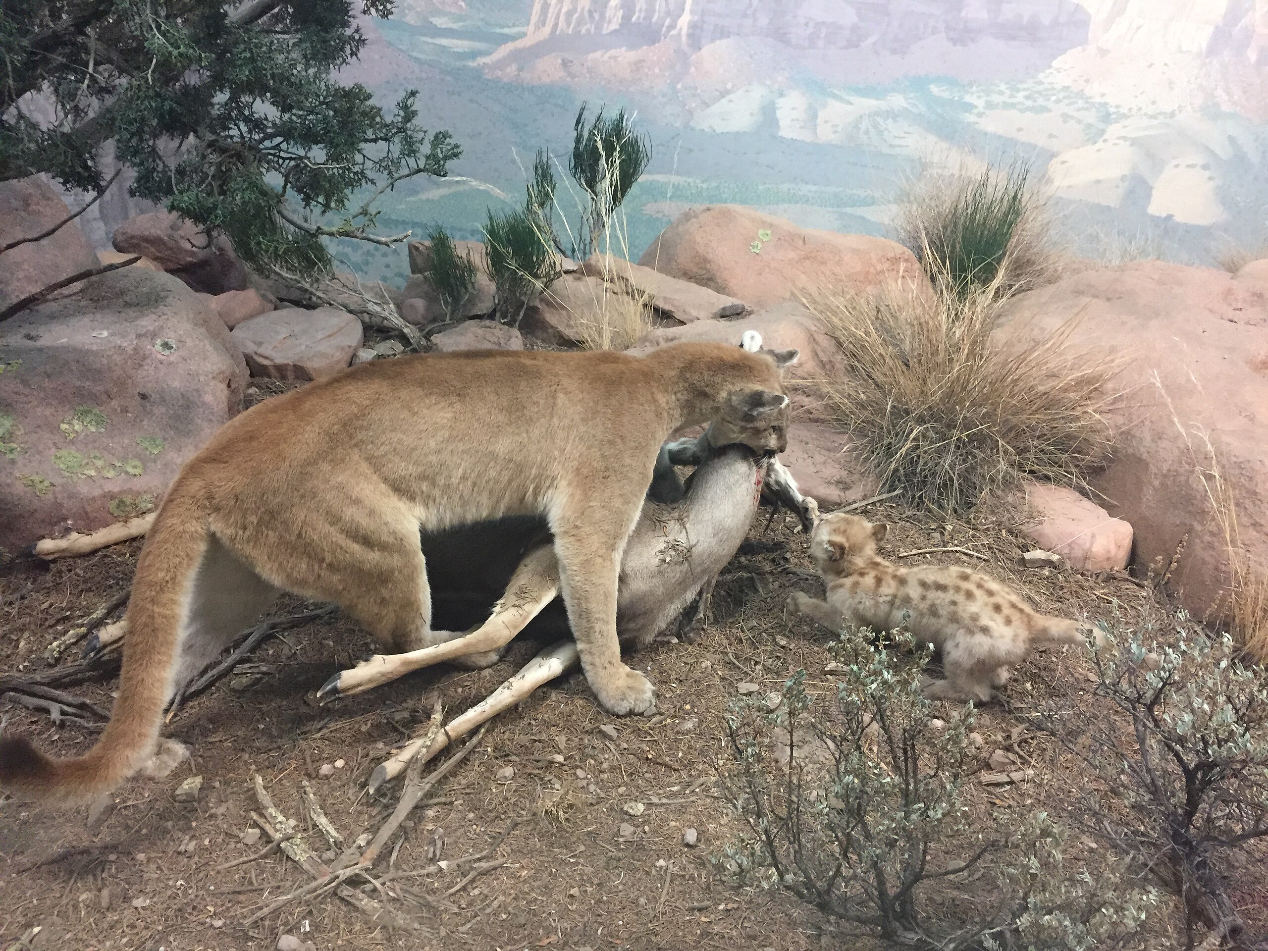 2560px-Mountain_Lion%2C_Denver_Museum_of_Nature_and_Science.jpg