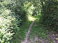 Trail der Mountainbiketour „Links der Tauber“ bei Dittwar