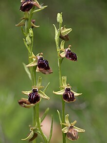 Ophrys araignée