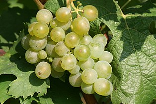 Müller-Thurgau