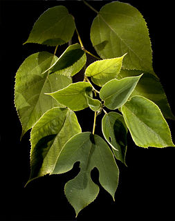 Paper mulberry Species of plant