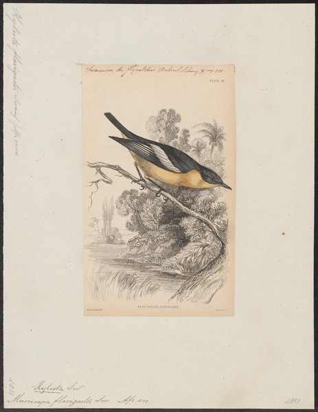 File:Muscicapa flavigaster - 1838 - Print - Iconographia Zoologica - Special Collections University of Amsterdam - UBA01 IZ16500139.tif