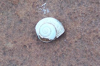 <i>Pleuroxia hinsbyi</i> Species of gastropod