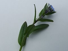 Myosotis alpestris T39.jpg