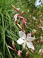 Oenothera lindheimeri