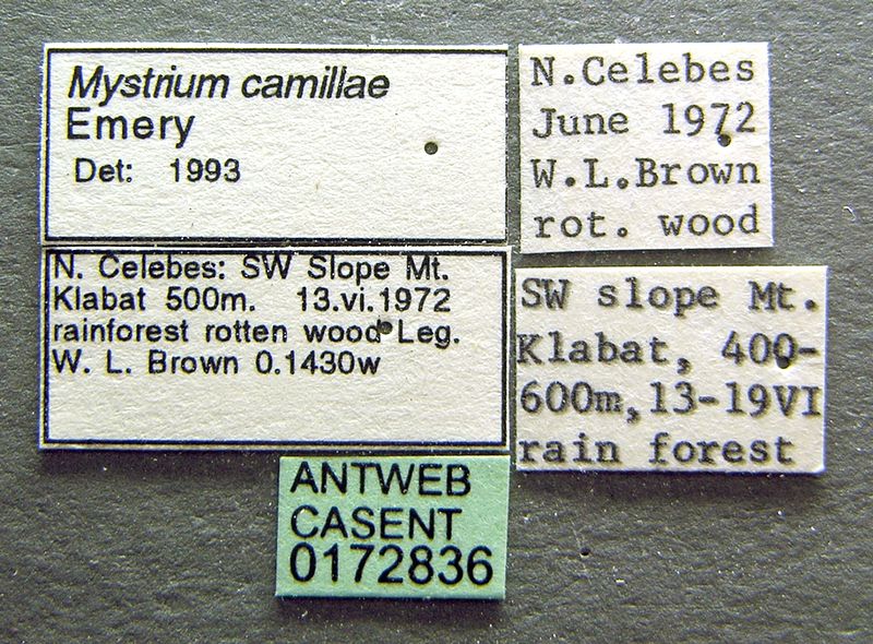 File:Mystrium camillae casent0172836 label 1.jpg