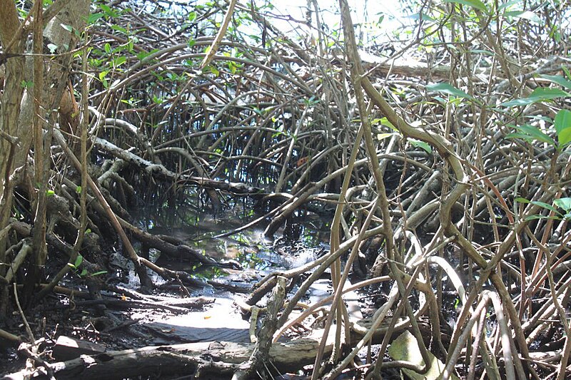 File:NEC Mangrove Forest.jpg