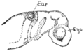 Head of embryo shark showing beginning of ear