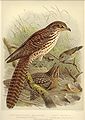 NZ Cuckoo & Warbler.jpg
