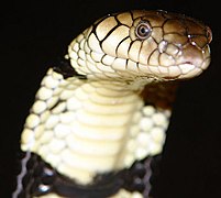 Cobra d'eau (Naja annulata)