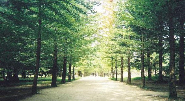 The metasequoia trees in Namiseom are a "sacred site" for fans of Winter Sonata and are a site of seichi junrei. After the broadcast of Winter Sonata,