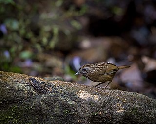 <span class="mw-page-title-main">Streaked wren-babbler</span> Species of bird