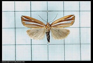 <i>Narangodes</i> Genus of moths