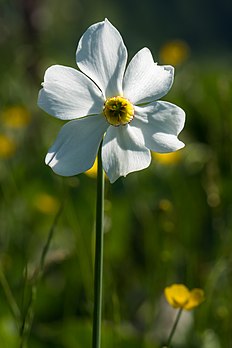 Narciso-dos-poetas (Narcissus poeticus) em um prado perto do lago Spechtensee, Estíria, Áustria. (definição 3 173 × 4 759)
