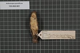 Naturalis Biodiversity Center - RMNH.AVES.130846 2 - Anthoscopus punctifrons (Sundevall, 1850) - Remizidae - bird skin specimen.jpeg