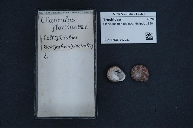File:Naturalis Biodiversity Center - RMNH.MOL.142981 - Clanculus floridus (Philippi, 1850) - Trochidae - Mollusc shell.jpeg