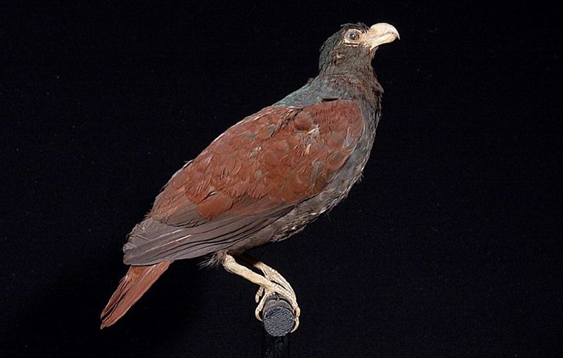 File:Naturalis Biodiversity Center - ZMA.AVES.56900 - Didunculus strigirostris Jardine, 1845 - Columbidae - skin specimen.jpeg