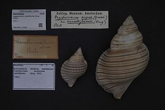 Argobuccinum ranelliforme (King, 1832)