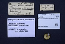 Naturalis Biyoçeşitlilik Merkezi - ZMA.MOLL.402934 - Faustina rossmaessleri (Pfeiffer, 1842) - Helicidae - Mollusc shell.jpeg
