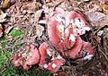 Čeština: Přírodní rezervace Pavlínino údolí nedaleko Jetřichovic-Rynartic, okres Děčín - ČR English: Nature reserve Pavlínino údolí near Jetřichovice-Rynartice, Děčín District in Czech Republic