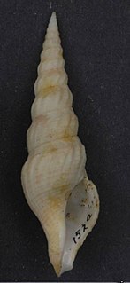 <i>Naudedrillia</i> Genus of gastropods
