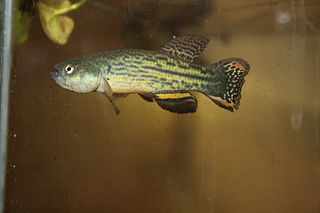 <i>Neofundulus</i> Genus of fishes