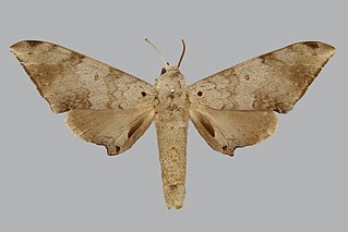 <i>Neopolyptychus spurrelli</i> Species of moth