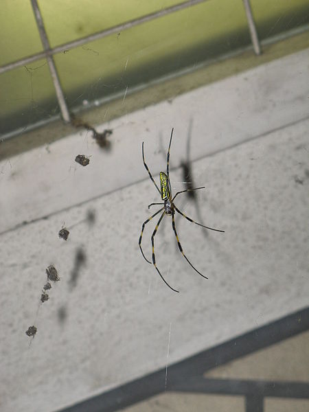 File:Nephila-clavata-female-side-front-Hiroshima.jpg