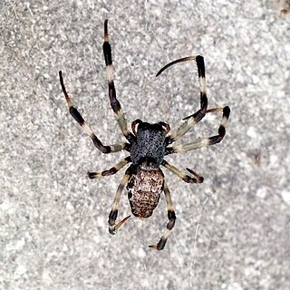 <i>Nephilengys malabarensis</i> Species of spider