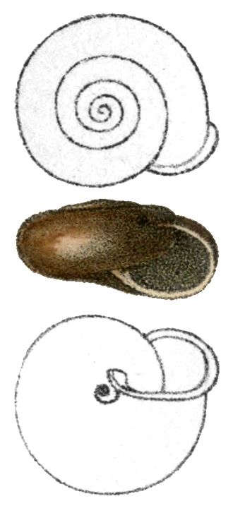 Three views of a shell of Norelona pyrenaica with the apertural view in the center Norelona pyrenaica shell.jpg