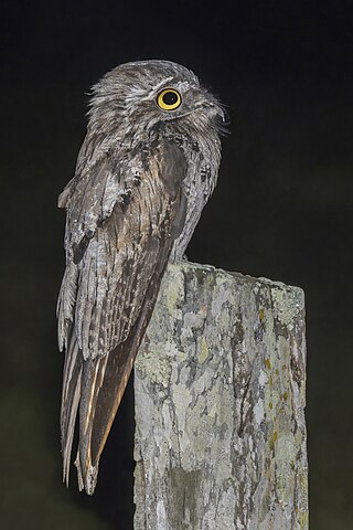 <span class="mw-page-title-main">Potoo</span> Family of nocturnal birds of tropical Central and South America