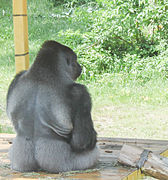 Westlicher Flachlandgorilla