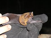 Nycticeius humeralis Кешкі bat.JPG