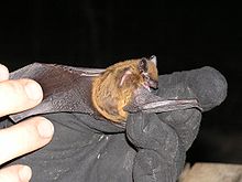 Un piccolo pipistrello è nelle mani di un ricercatore