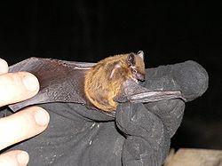 Nycticeius humeralis Evening bat.JPG