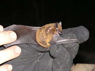 Evening bat Species of bat
