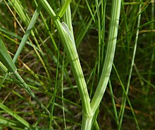 The petioles are not expanded, as they are in some other water-dropworts Oenanthe silaifolia petiole.jpg