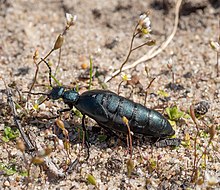 American Oil beetle in Floyd Bennett Field, NY Oil beetle (40610).jpg