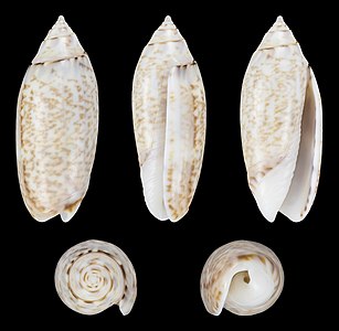 Oliva (Acutoliva) australis