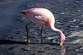 On and around Bolivias' Salar de Uyuni - on Laguna Hedionda - James's Flamingos - mostly - (Phoenicoparrus jamesi) - (24813449676).jpg