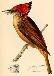 Onychorhynchus coronatus coronatus 1841.jpg