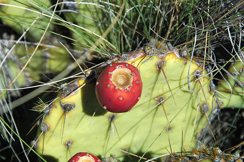 File:Opuntia sp. (prickly pear cactus) (Guadalupe Mountains National Park, Texas, USA) 9.jpg