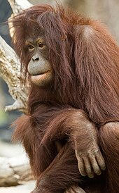 Orangutan at the zoo Orangutan (5728621983).jpg