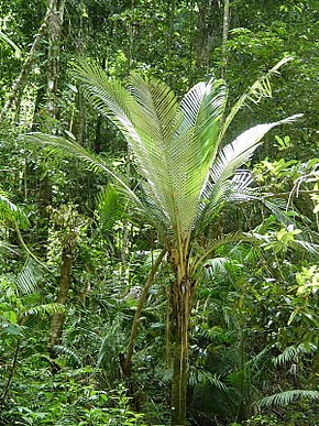 Afbeeldingsbeschrijving Oraniopsis appendiculata (tanetahi) 002.jpg.